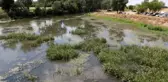 TUNCA NEHRİ'NDE DEBİ DÜŞTÜ, YÜZEYİ ÇÖP VE OTLARLA KAPLANDI