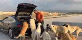 Bu köpekler çok şanslı: Milyonluk arabaya binip ciğer yiyorlar