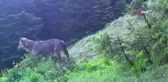 Uludağ'daki yaban hayatı böyle görüntülendi