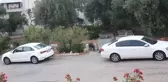Balıkesir haberi! BALIKESİR - Yerleşim yerine inen yaban domuzları görüntülendi