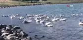 Bu yayladaki herkes geçimini kazdan sağlıyor