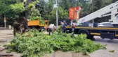 Çürük ağaç kırılarak seyir halindeki otomobilin üzerine düştü
