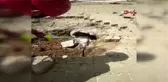 KANALİZASYON BORUSUNA SIKIŞAN KÖPEĞİ İTFAİYE KURTARDI