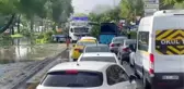 Şiddetli rüzgar ve yağış nedeniyle ağaçlar devrildi