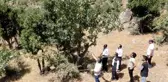 Bıttım ağaçlarına aşılanan fıstık mahallenin geçim kaynağı oluyor