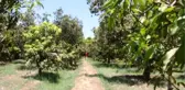 Mısır'da mango hasatı devam ediyor