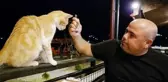 Restoranda masasına gelen kediyi çatalla besledi