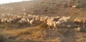 Vicdansızlığın böylesi... Hayvanlar su içmesin diye yalakları kırmışlar