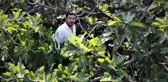 Dünyaca ünlü siyah incirde hasat başladı