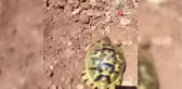Sıcaktan bunalan kaplumbağa musluktan akan suyla böyle serinledi