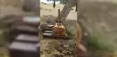 Yaban hayvanları, yalak ve oluğu ağaçtan yapılan çeşmeden su içecek