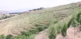 Hükümlüler tropikal meyve ve tıbbi aromatik bitki yetiştiriyor