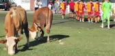 İnekleri görenler gözlerine inanamadı! Ümraniyespor-Galatasaray maçı öncesi olay görüntü