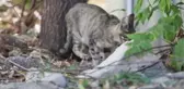 Uluslararası Evsiz Hayvanlar Günü