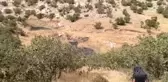 Bataklığa saplanan çizgili sırtlan telef oldu