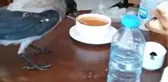 Acıkan karga restoranda karnını doyurdu...İlginç anlar kamerada