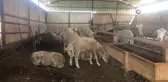 Aylık 10 bin TL'ye çalışacak çoban bulamıyor