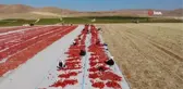 Elazığ gündem haberi: Elazığ'da 20 bin dekar alanda domates hasadı sürüyor