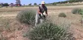 Isparta haber | Isparta ve Burdur'un mor bahçelerinde hasat telaşı (1)