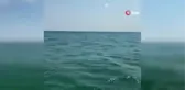 Silivri sahilinde yunus balıkları görüldü