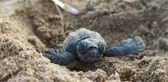 YAVRU CARETTA CARETTALAR İÇİN 'GÖBEK BAĞI' UYARISI: DOKUNMAYIN