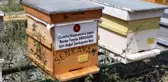Cumhurbaşkanı için doğal 'Şenkayam Balı' ürettiler