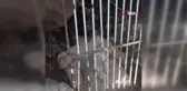Duyarlı vatandaş demirlere sıkışan köpeği böyle kurtardı