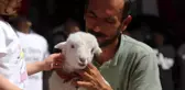 Bir çift ayakkabıyla takas ettiği kuzu yanından ayrılmıyor