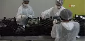 Bursa haberi... Bursa Büyükşehir Belediyesi, incir üreticisine can suyu oldu