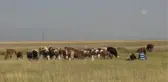 Son dakika haber! Kahvaltıların vazgeçilmezi çeçil peynirinin yapımı için kazanlar yakıldı