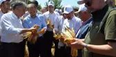 Amik Ovası'nda mısır hasadı başladı