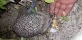 Evinin bahçesine gelen kirpiyi eliyle besliyor