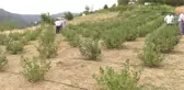 Fındık ve mısıra alternatif olarak dikilen aronyada hasat başladı