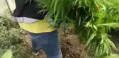 Kurduğu serada sebze yerine Hint keneviri yetiştirmiş