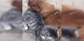Köpeği emen kedi, görenleri şaşkına çeviriyor