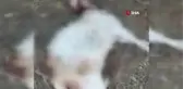 Sokak köpekleri güpegündüz 3 keçiyi telef etti