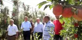 Karaman haber! Karaman Valisi Tuncay Akkoyun elma hasadına katıldı