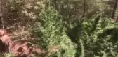 105 bin kök skunk ve 25 kilo 500 gram esrar ele geçirildi