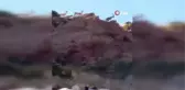 Van gündem haberi... Saray'da yaban keçileri böyle görüntülendi
