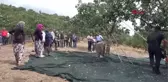 AYVACIK'TA ANTEP FISTIĞI HASAT ŞENLİĞİ