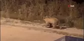 Bozayı şehre inip böyle yemek aradı