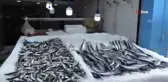 Deniz suyu sıcaklığı arttı, balıkçılar umduğunu bulamadı