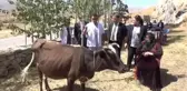 İneği telef olan kadına iki inek hediye edildi