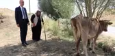 TEK GEÇİM KAYNAĞI İNEĞİ ÖLEN KADINA YENİSİ ALINDI