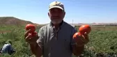 İşçi bulamayan çiftçi isyan etti: Bizimkiler iş beğenmiyor, iyi ki mülteciler var