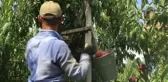 Sezonun son şeftali hasadı yapıldı