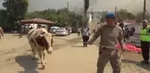 Son dakika haberi... Gülnar ilçesindeki orman yangınında gebe inek 