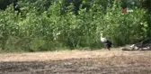 Kanadı kırılan leylek hayatını hayvanat bahçesinde sürdürecek