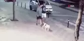 Zeytinburnu'nda pitbull dehşeti: Ağızlık takılmadan gezdirilen köpek, uyuyan kediyi böyle parçaladı