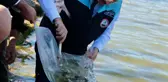 Bolu haberleri | Bolu'da Yeniçağa Gölü'ne 350 bin balık yavrusu salındı